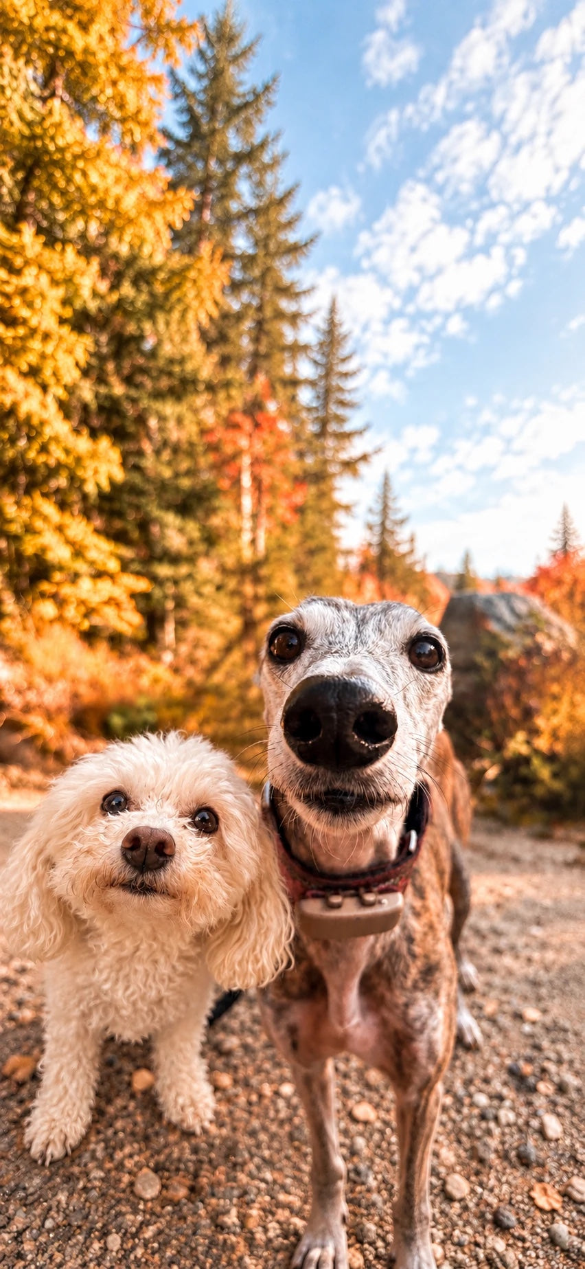Sakura, petite maltipoo blanche, et Malie, galga au pelage bringé, sur un sentier en automne